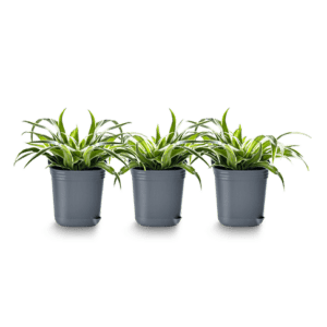 trio de baby plantes d'intérieur en pot