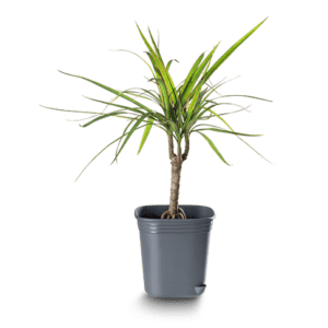 plante en pot 1,3L dragonnier