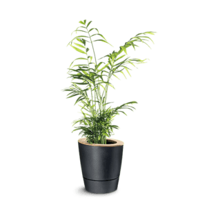 ma jolie plante cache-pot ezeepot gris palmier nain