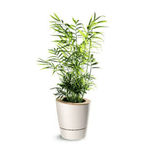 ma jolie plante palmier nain ezeepot beige