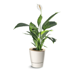 ma jolie plante cache-pot beige ezeepot fleur de lune