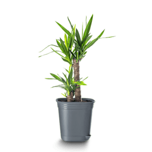 ma jolie plante elizia pot 10L yucca