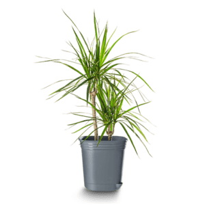 ma jolie plante en pot dragonnier grand format 10L pot elizia